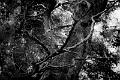 2018_02_25_Mont Beuvray (0033)